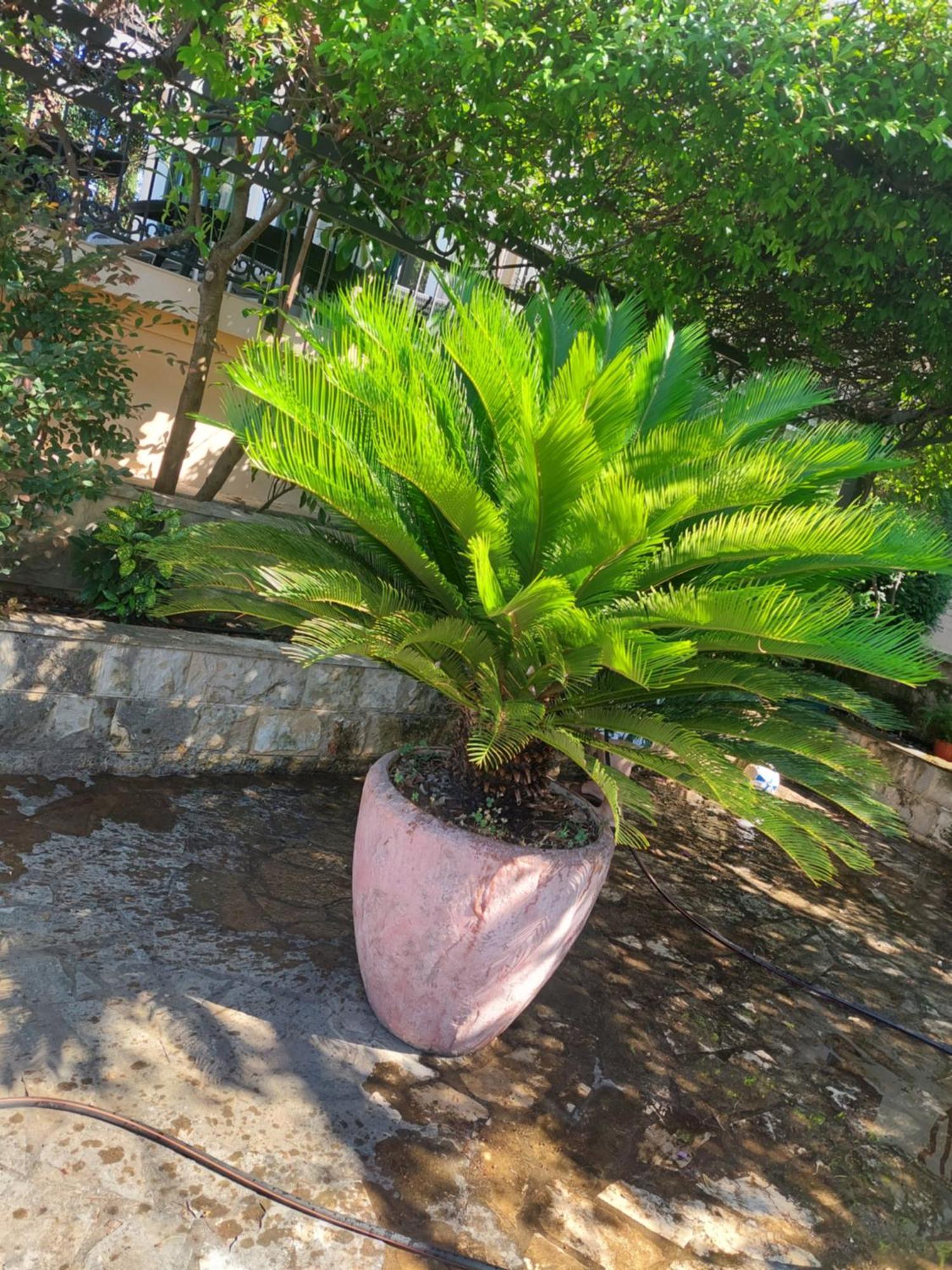 Kjara * Tivat